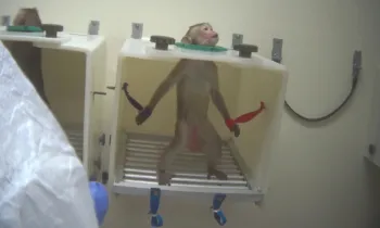 Primate standing upright with its arms extended, restrained at the wrists.