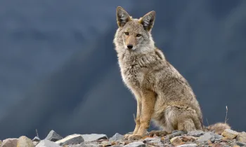 A wild western coyote sitting relaxed on a hill top