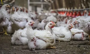 The image depicts an indoor poultry farm filled with numerous white chickens.
