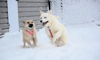 Dogs enjoying the first snow at the care and rehabilitation center.