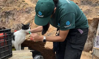 Woman feeding black and white cat.