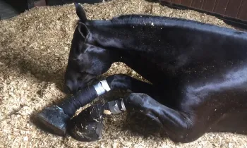 a horse laying down in a stable with their legs slathered with caustic chemicals and wrapped tightly