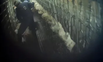 dark room depicting hens at a slaughter house