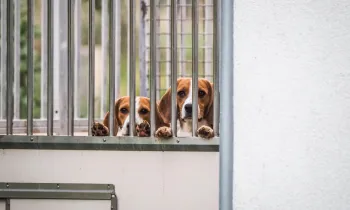 a pair of beagles peering through metal bars
