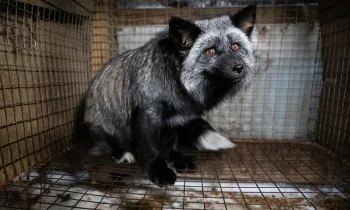 a fox in a cage on a fur farm