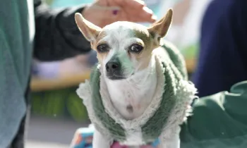 Small dog standing with hands holding.