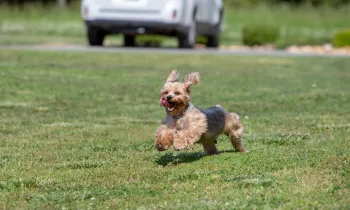 a small dog joyfully running across a grassy field