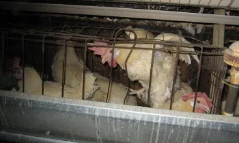 Several chickens confined in a small metal cage