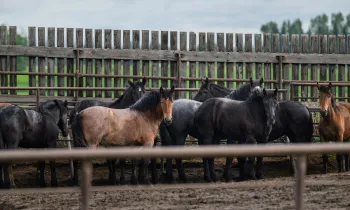 Horses headed for slaughter