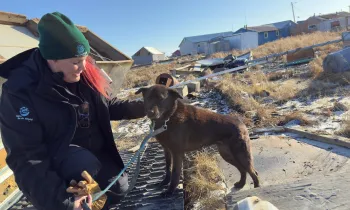 Woman petting small dog on leash.