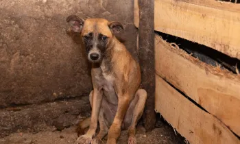 A dog in an Indonesian slaughterhouse