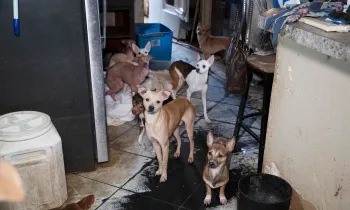 Texas rescue alleged neglect Feb 2026