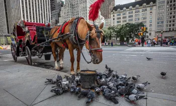 A carriage horse stands on a city street with their head down next to a feed bucket. The harsh treatment and conditions of carriage horses have come under fire in recent years.