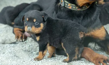 Puppy with docked tail