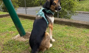 A brown and black dog in a teal harness sits for a photo in his adoptive family's backyard in Costa Rica.