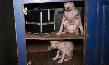 The image shows two hairless dogs sitting inside a blue wooden cabinet with two shelves.