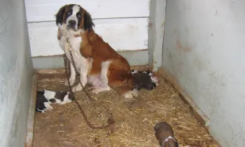 A large Saint Bernard dog chained in a small, enclosed space with a straw-covered floor.