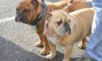 Two bulldogs on leashes