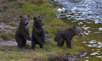 Three young bear cubs standing near the edge of a body of water