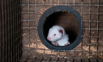 Photos taken on two fur farms in Finland as part of an investigation into the cruelty of fur farming with Humane World for Animals and Finnish animal protection organisation Oikeutta Elaimille