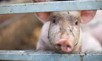 Pig peeking out from behind fence