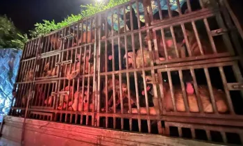 A large metal cage mounted on a vehicle, filled with numerous dogs