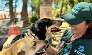 Site visits to the mobile field clinics in the north (spay/neuter and wellness) to observe clinic operations. Visited remote coastal communities known as “Caletas” surrounding Fray Jorge National Park and outreach to unhoused populations in Santiago.