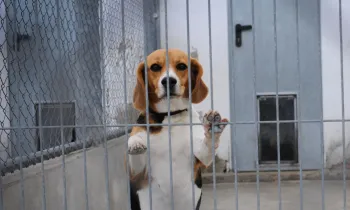 A beagle at the gate of a lab