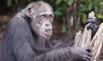 A chimpanzee holding several pieces of wood in a forested area.