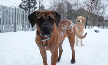 Guwon, rescued after a fire at a South Korean dog meat farm, is now called Phoenix and lives with her new family in Canada.