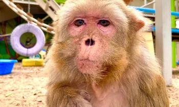 Nanette, a rhesus macaque.