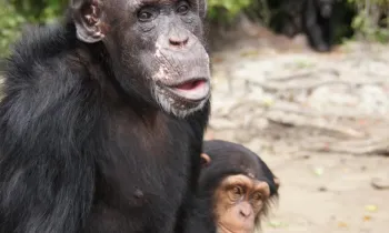 Chimpanzee Jiminy Cricket on Island 2 of Second Chance Chimpanzee Refuge Liberia