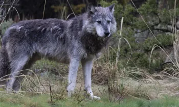 a lone wolf standing in a natural, forested setting