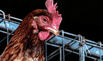 The image shows a close-up of a chicken with a cage in the background