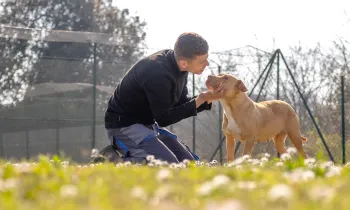 A person is kneeling on the grass in an outdoor area, holding and interacting with a tan-colored dog
