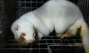 Tun i Floa mink fur farm in Iceland 18 November 2025