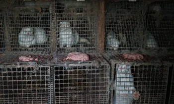 Several white mink confined in small, wire cages.