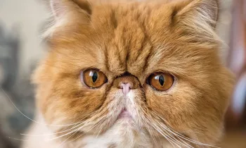 A close up of a red Persian cat