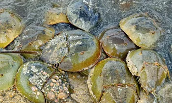 Horseshoe crabs on beach