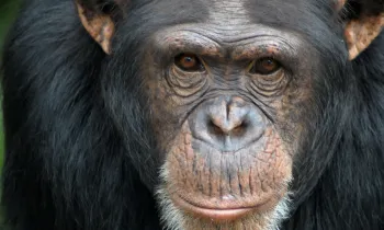 An up close view of Hannie, a chimpanzee. 