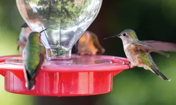 Hummingbirds at a feeder