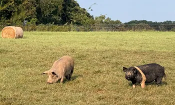 Two pigs enjoying a sunny day in an open field. 
