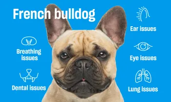 Close-up of a French bulldog with labeled callouts explaining common health issues related to its facial structure.