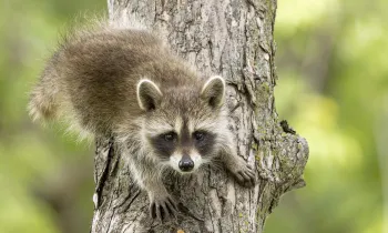Northern Raccoon young in tree