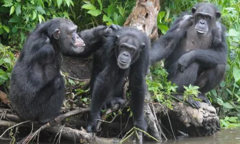 New York Blood Center Chimps