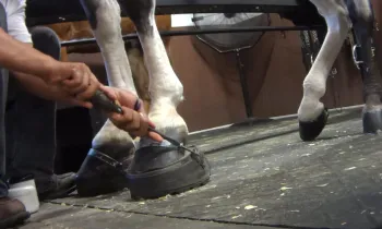 Someone “soring” a Tennessee walking horse to create an exaggerated and unnatural gait