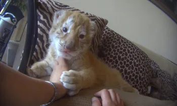 A person holding a tiger cub