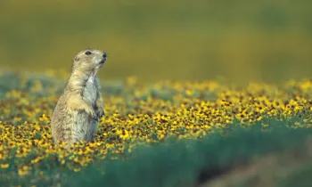 a small animal in a field of yellow flowers