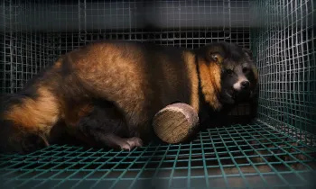 Photos from an investigation at a Finnish Fur Farm