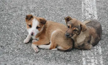 Two puppies lying on the ground